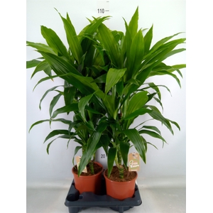 Dracaena frag. 'Janet Craig'