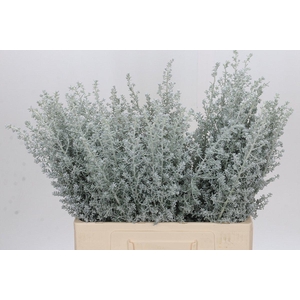 Kochia (Maireana Sedifolia)