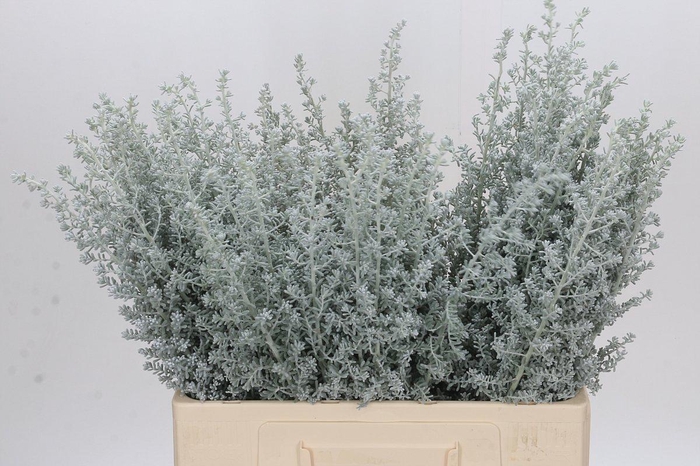 <h4>Kochia (Maireana Sedifolia)</h4>