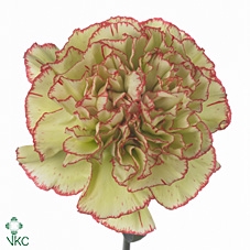 <h4>Di St Eminence</h4>