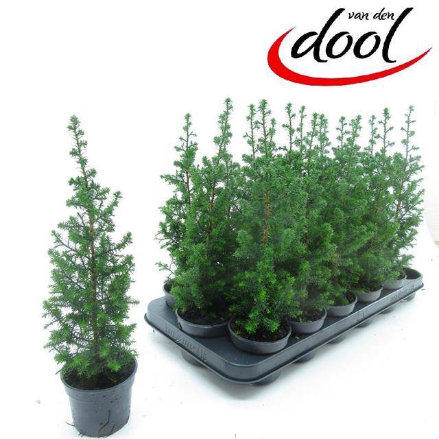 <h4>CHAMAECYPARIS THYOIDES TOP POINT P9</h4>