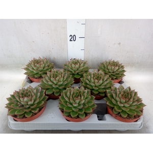 Echeveria   ...