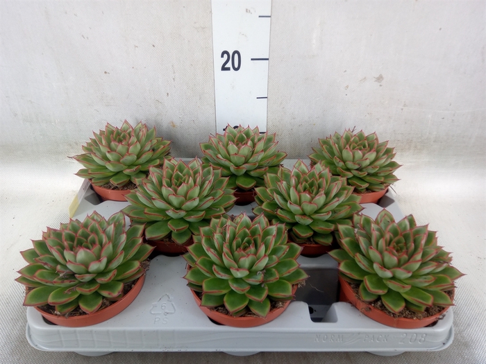 <h4>Echeveria   ...</h4>