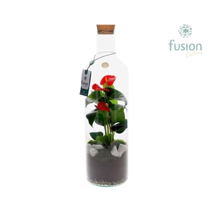 Green Bottle Fles Large met Anthurium