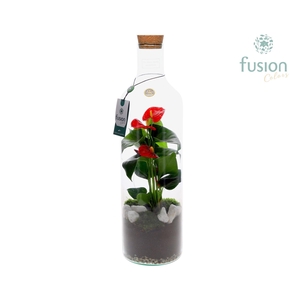 Green Bottle Fles Large met Anthurium