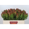 Leucadendron Laurel Yellow