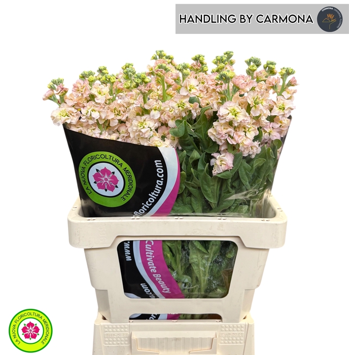 <h4>MATTH IRON APRICOT</h4>