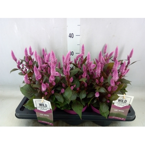 Celosia arg. SP 'Wild Pink'