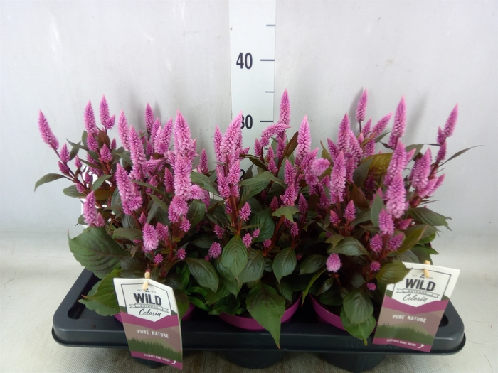 <h4>Celosia arg. SP 'Wild Pink'</h4>