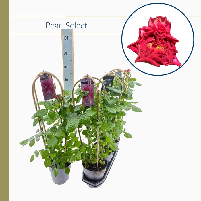 <h4>ROSA FL PEARL SELECT</h4>
