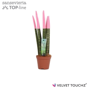 Sansevieria VELVET TOUCHZ® Pastel Roze