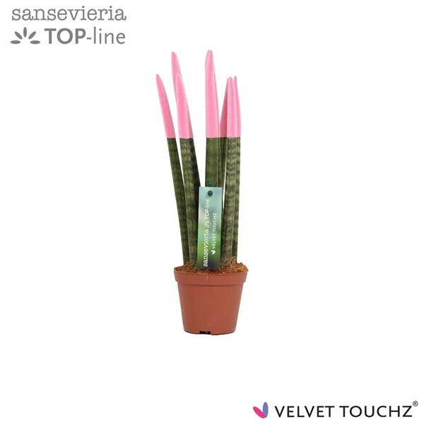 <h4>Sansevieria VELVET TOUCHZ® Pastel Roze</h4>