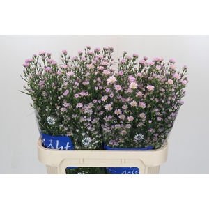 Aster Claudia