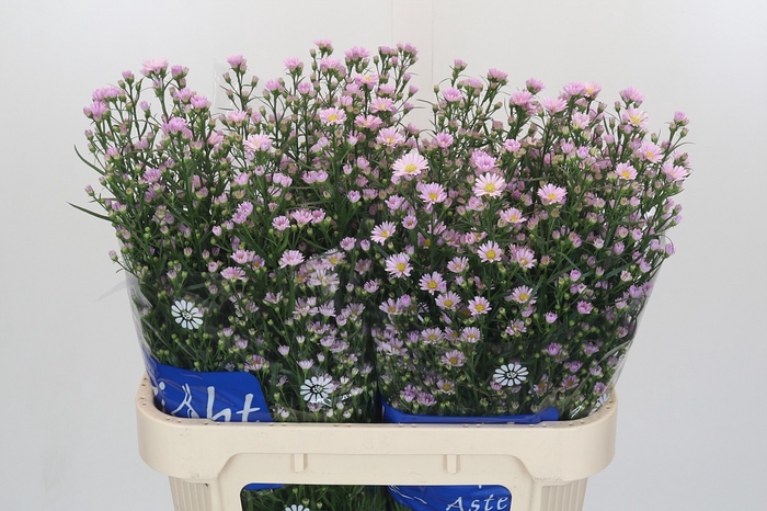 <h4>Aster Claudia</h4>