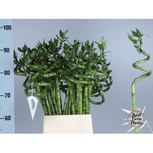 Drac Bamboo Spiraal 90 Cm