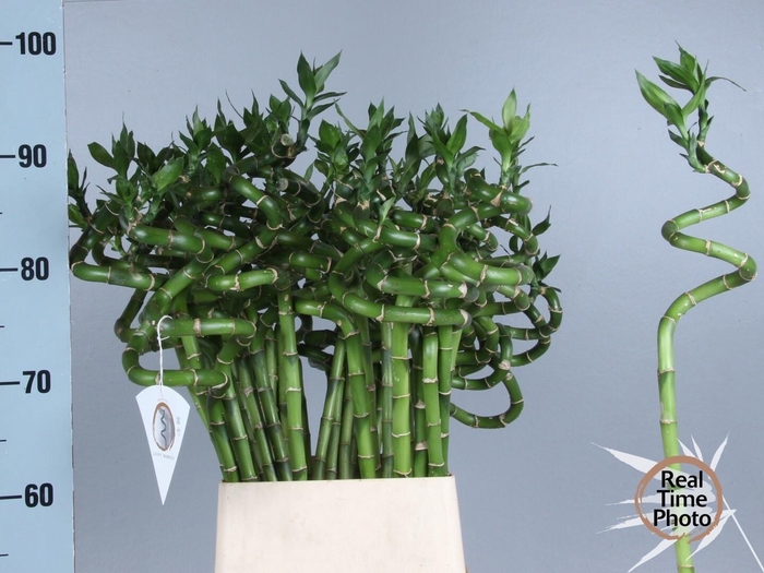 <h4>Drac Bamboo Spiraal 90 Cm</h4>