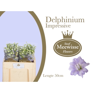 Delph Dewi Impresse Steef Meewisse