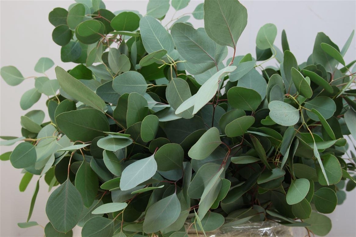 <h4>Euca Populus Zonder Bes</h4>