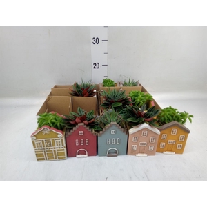 Planten  ..in schaal L%