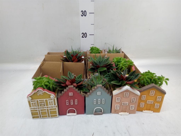 <h4>Planten  ..in schaal L%</h4>