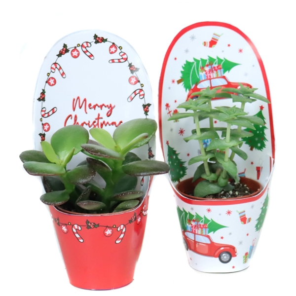 <h4>Succulenten mix 5,5 cm in kerst potcoevers</h4>