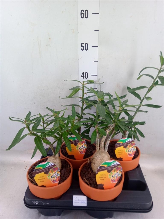 <h4>Pachypodium   ...</h4>