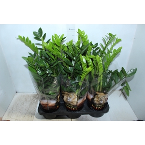 ZAMIOCULCAS P17