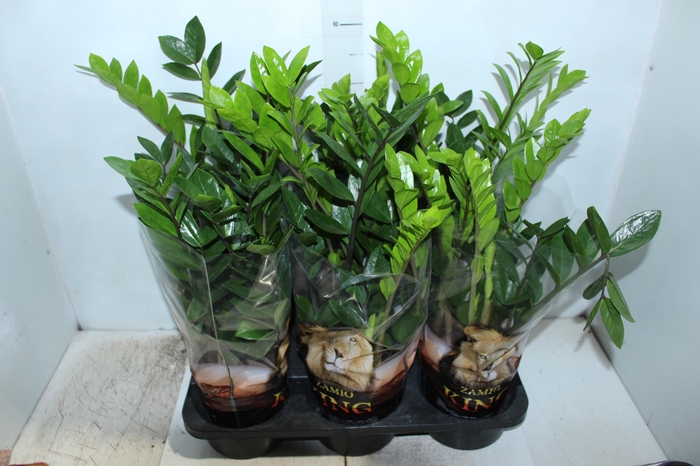 <h4>ZAMIOCULCAS P17</h4>