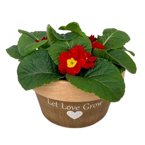 Love rond Hout 3x prim op kleur 537