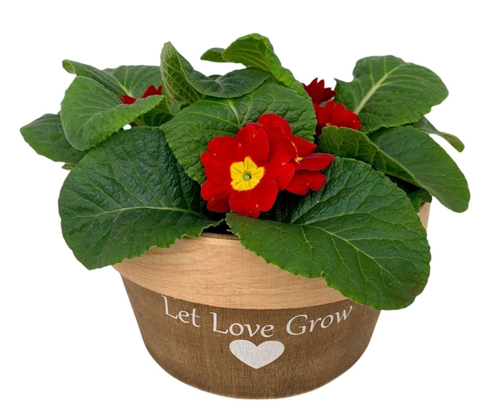 <h4>Love rond Hout 3x prim op kleur 537</h4>
