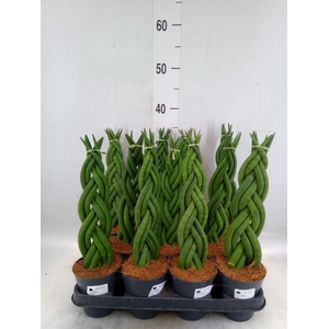 Sansevieria cyl.  ...