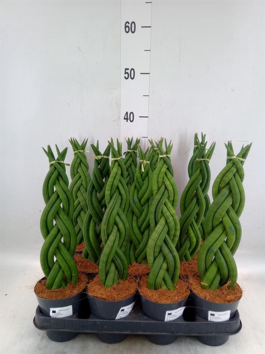 <h4>Sansevieria cyl. ...</h4>
