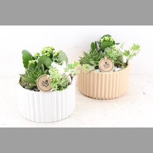 arr2 PL - Ker. pot roma brown/white x4