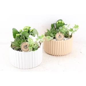 arr2 PL - Ker. pot roma brown/white x4
