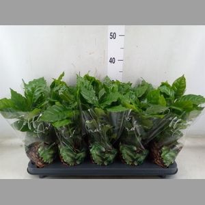 Coffea arabica