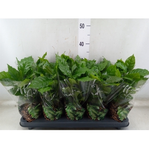 Coffea arabica