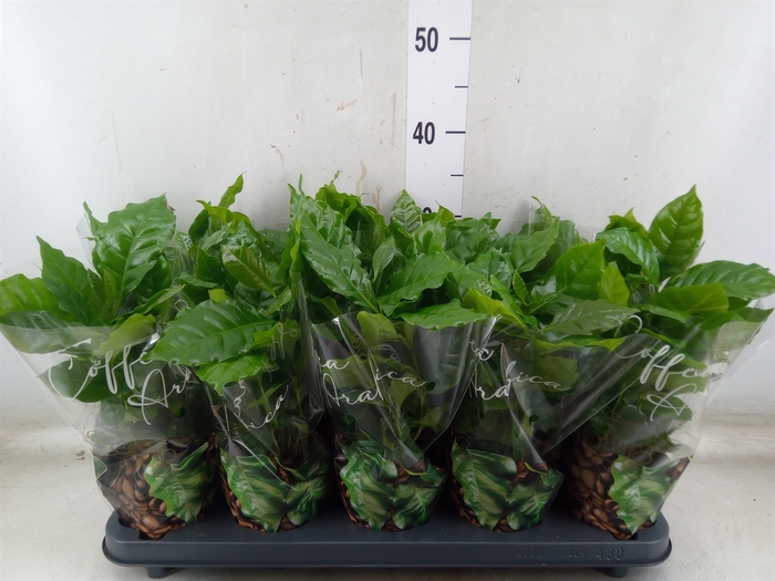 <h4>Coffea arabica</h4>