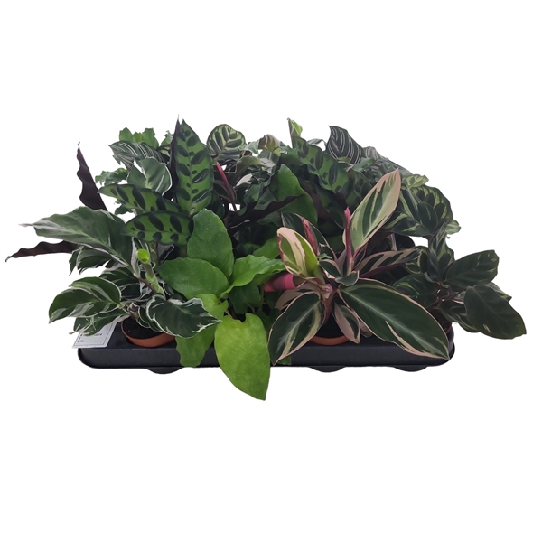 <h4>Calathea 7cm gemengd</h4>