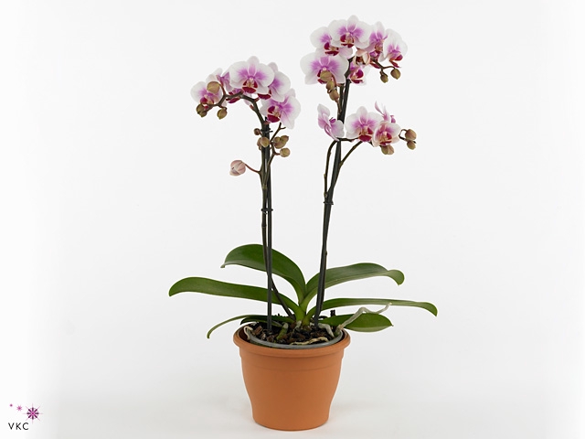 PHAL MF F ROSANNE