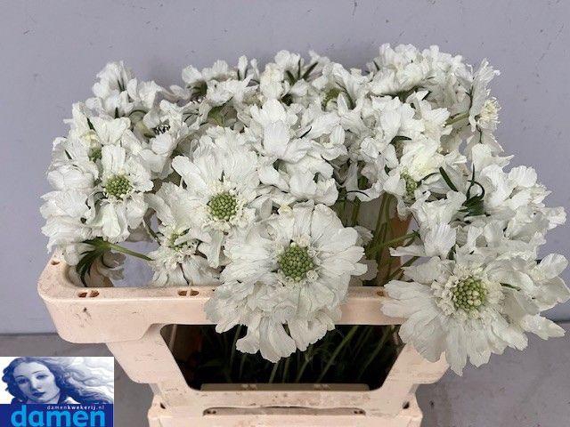 <h4>SCAB C ANNABELLE</h4>