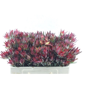 Leucad Sal Blush Xxl