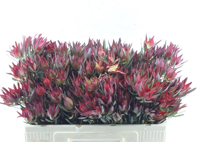 <h4>Leucad Sal Blush Xxl</h4>