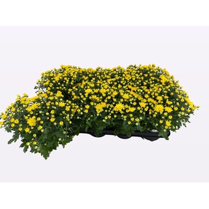 CHRY PARAD YELLOW