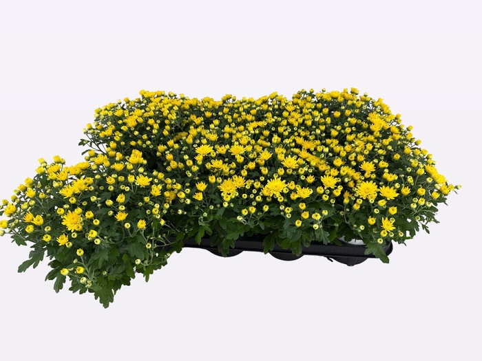 <h4>CHRY PARAD YELLOW</h4>