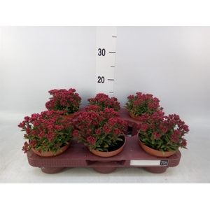 Crassula schmidtii