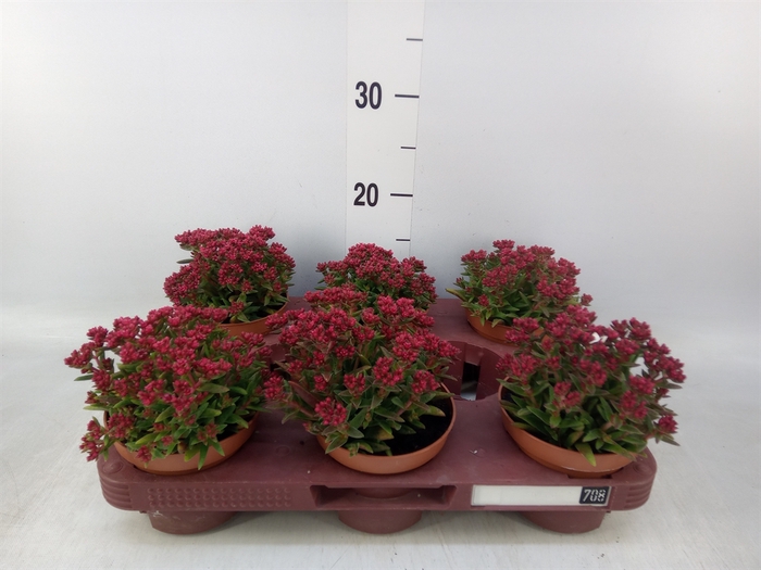 <h4>Crassula schmidtii</h4>