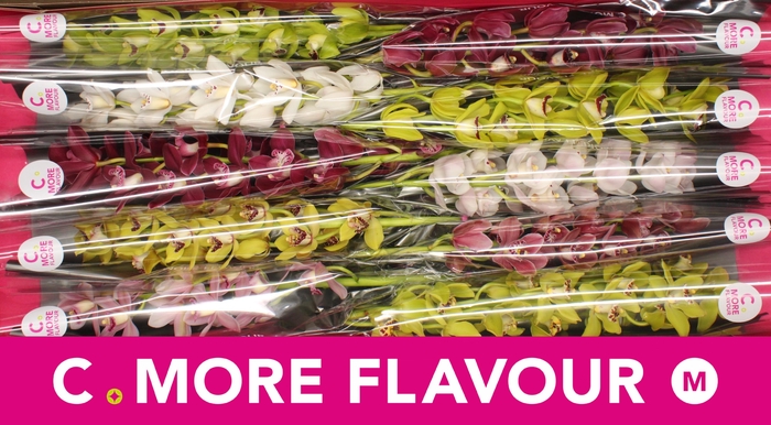 <h4>Mini cymbidium 'Mix 60 cm'</h4>