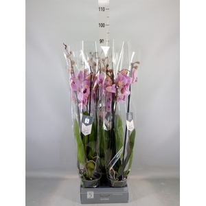 Phalaenopsis  'Ant Washington'