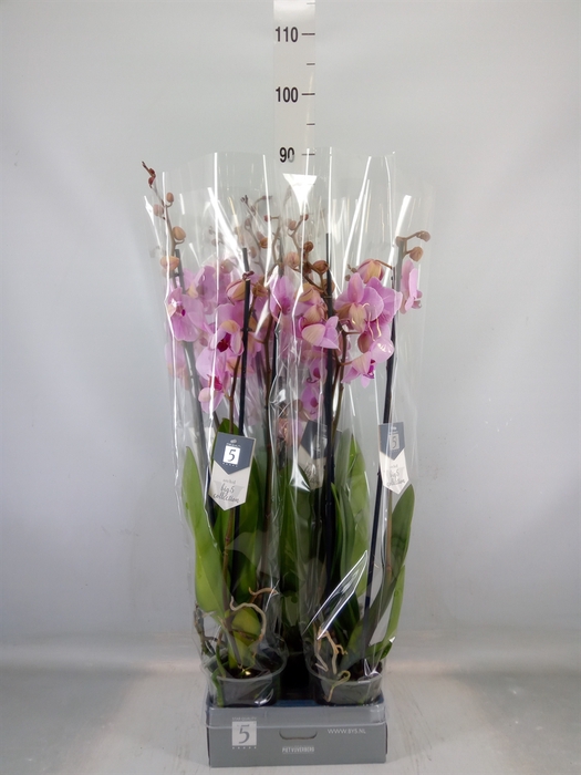 <h4>Phalaenopsis  'Ant Washington'</h4>