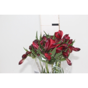 ALSTROEMERIA MARIAN 080 CM VERMELHO